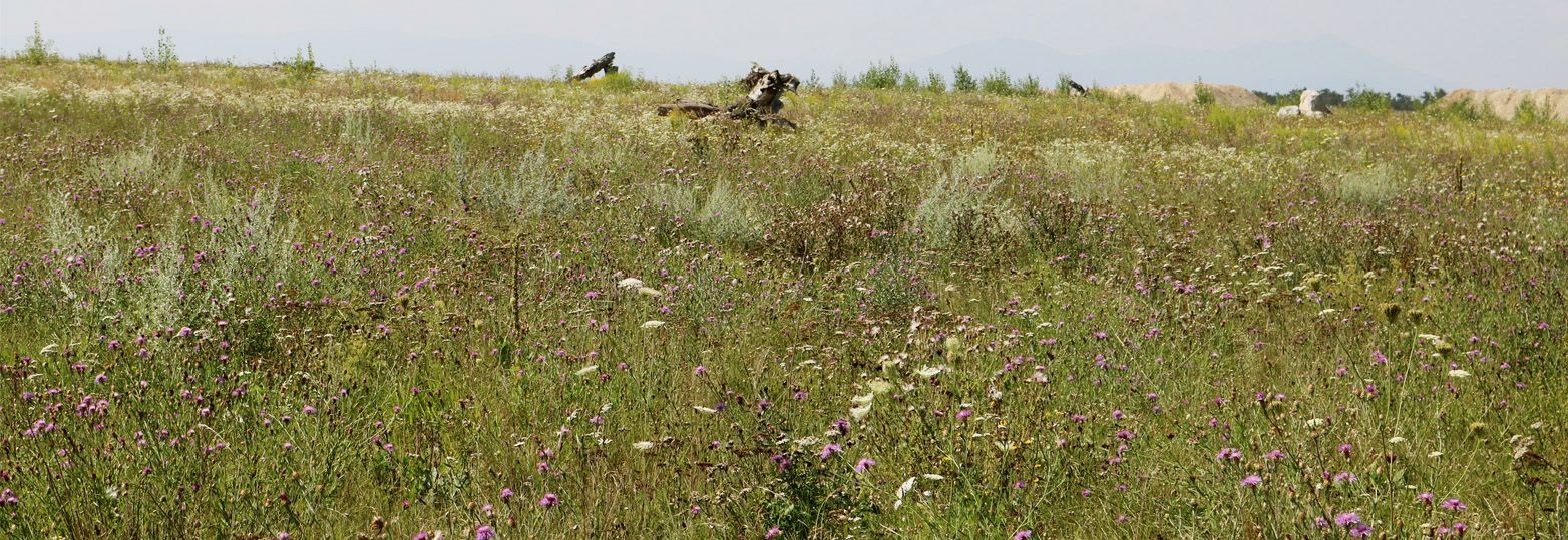 Biodiversität2.jpg